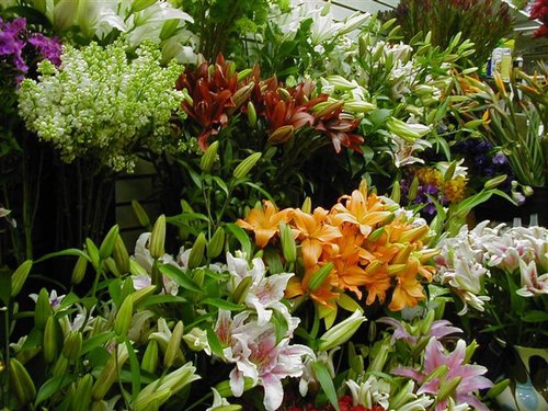 A Garden Grows at Matles Florist! For Valentine's Day, Easter, and Celebrations In Between!